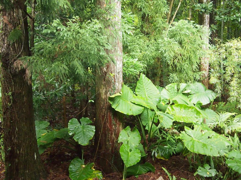 Wa No Cottage Sen-No-Ie Yakushima  Εξωτερικό φωτογραφία